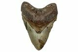 Fossil Megalodon Tooth - North Carolina #344060-1